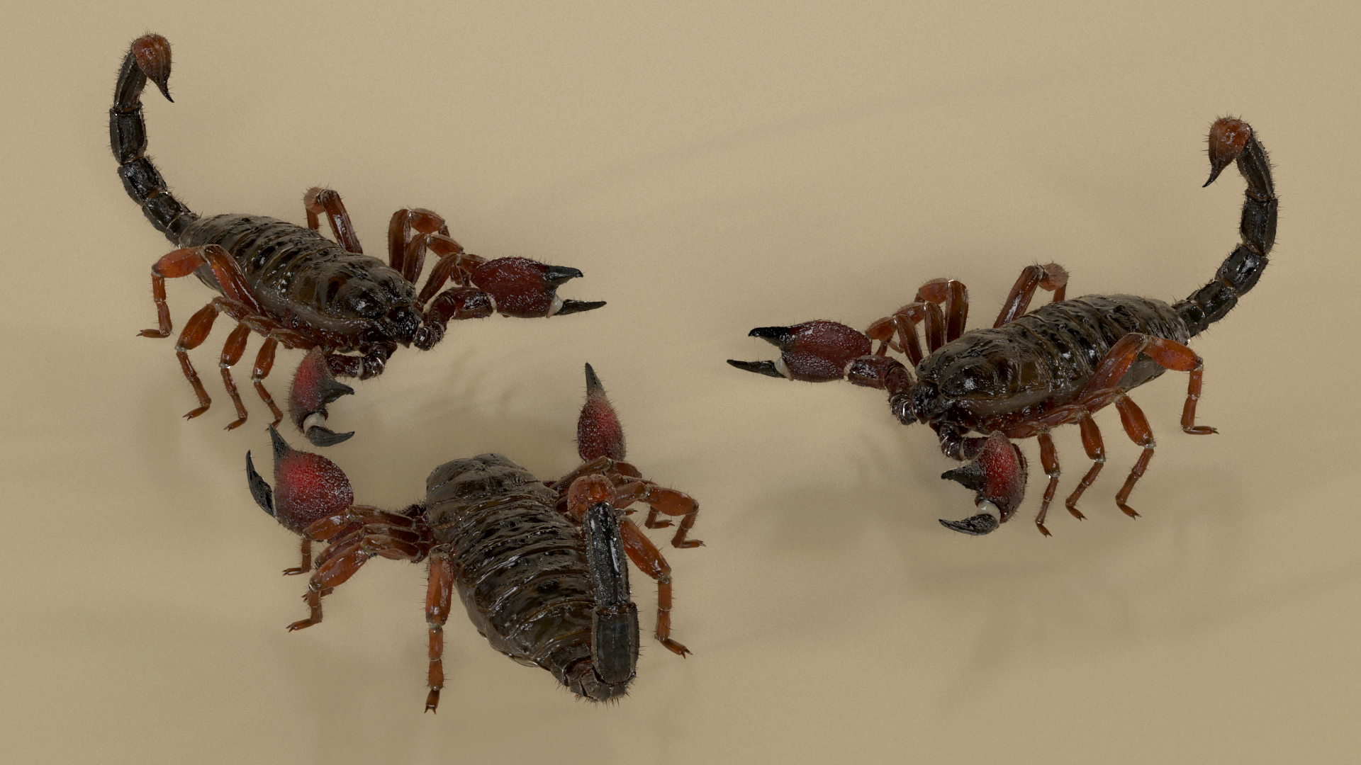 Realistic Scorpion with Fur 3D