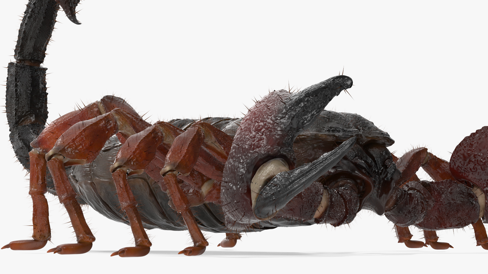 Realistic Scorpion with Fur 3D