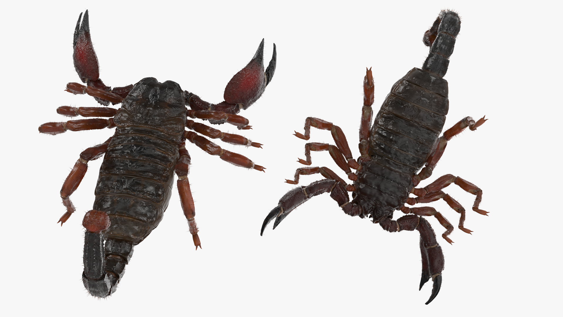 Realistic Scorpion with Fur 3D