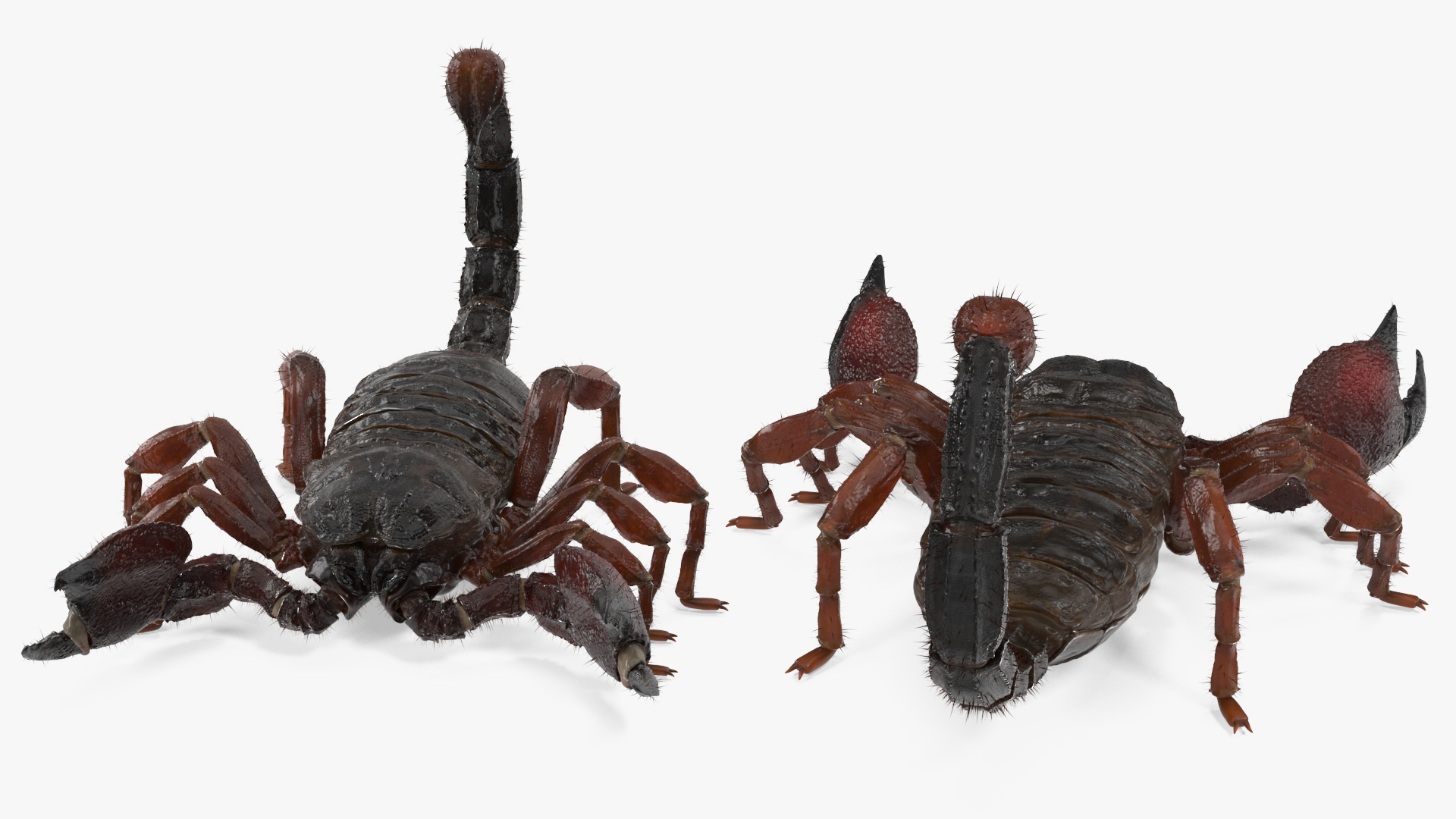 Realistic Scorpion with Fur 3D