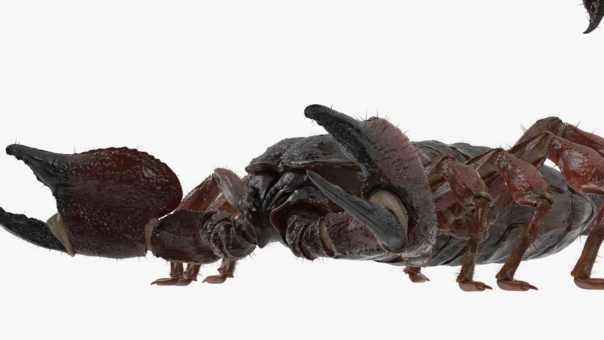 Realistic Scorpion with Fur 3D