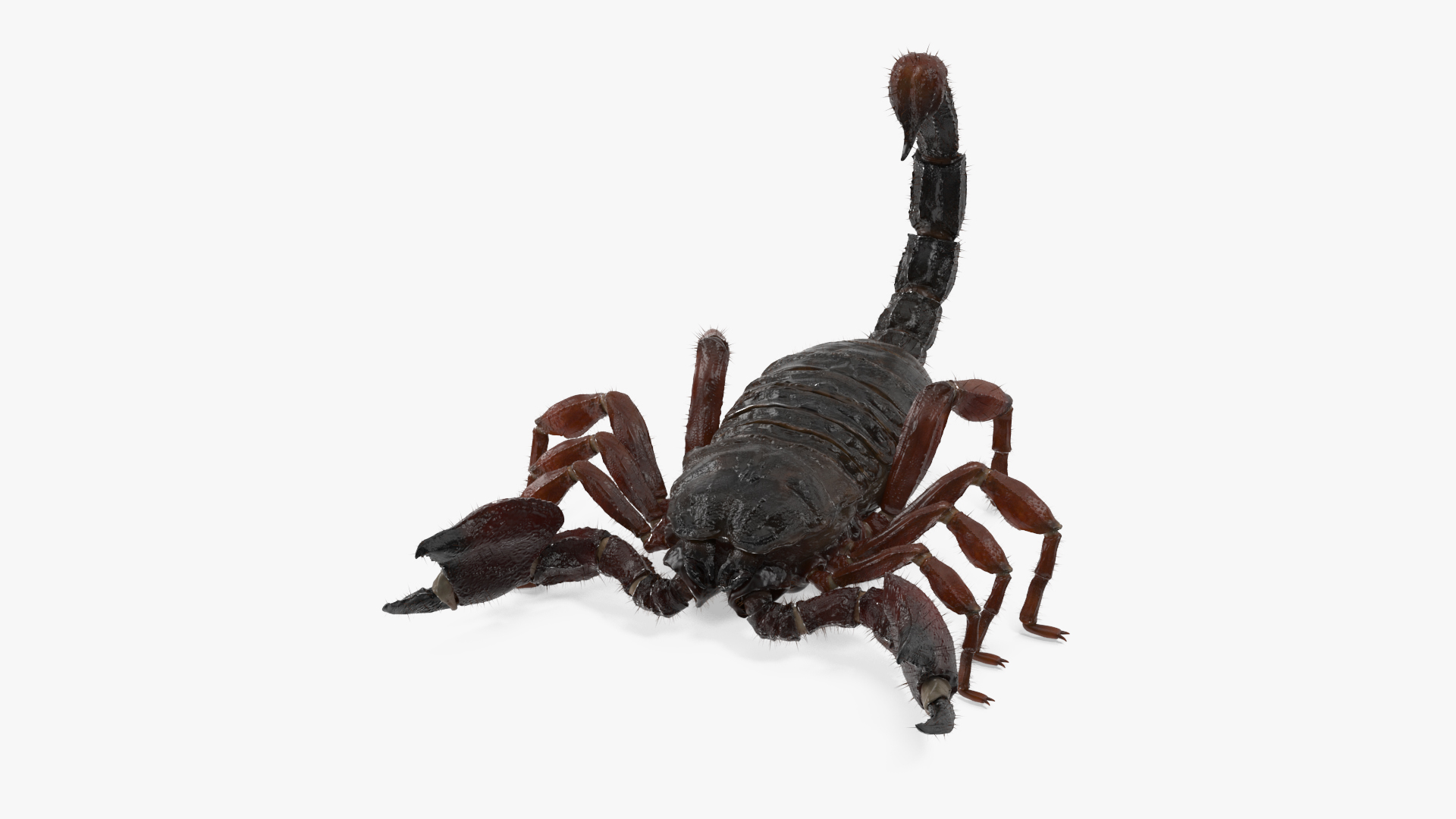 Realistic Scorpion with Fur 3D