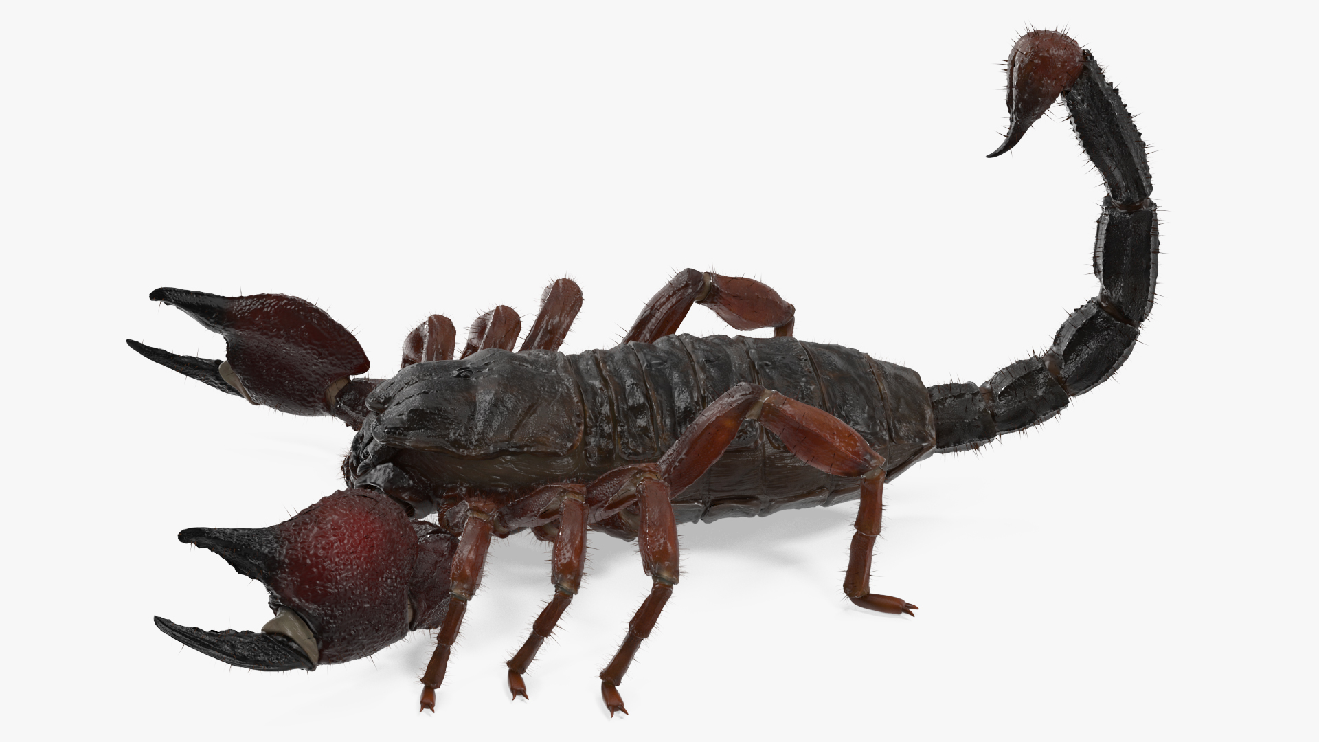 Realistic Scorpion with Fur 3D