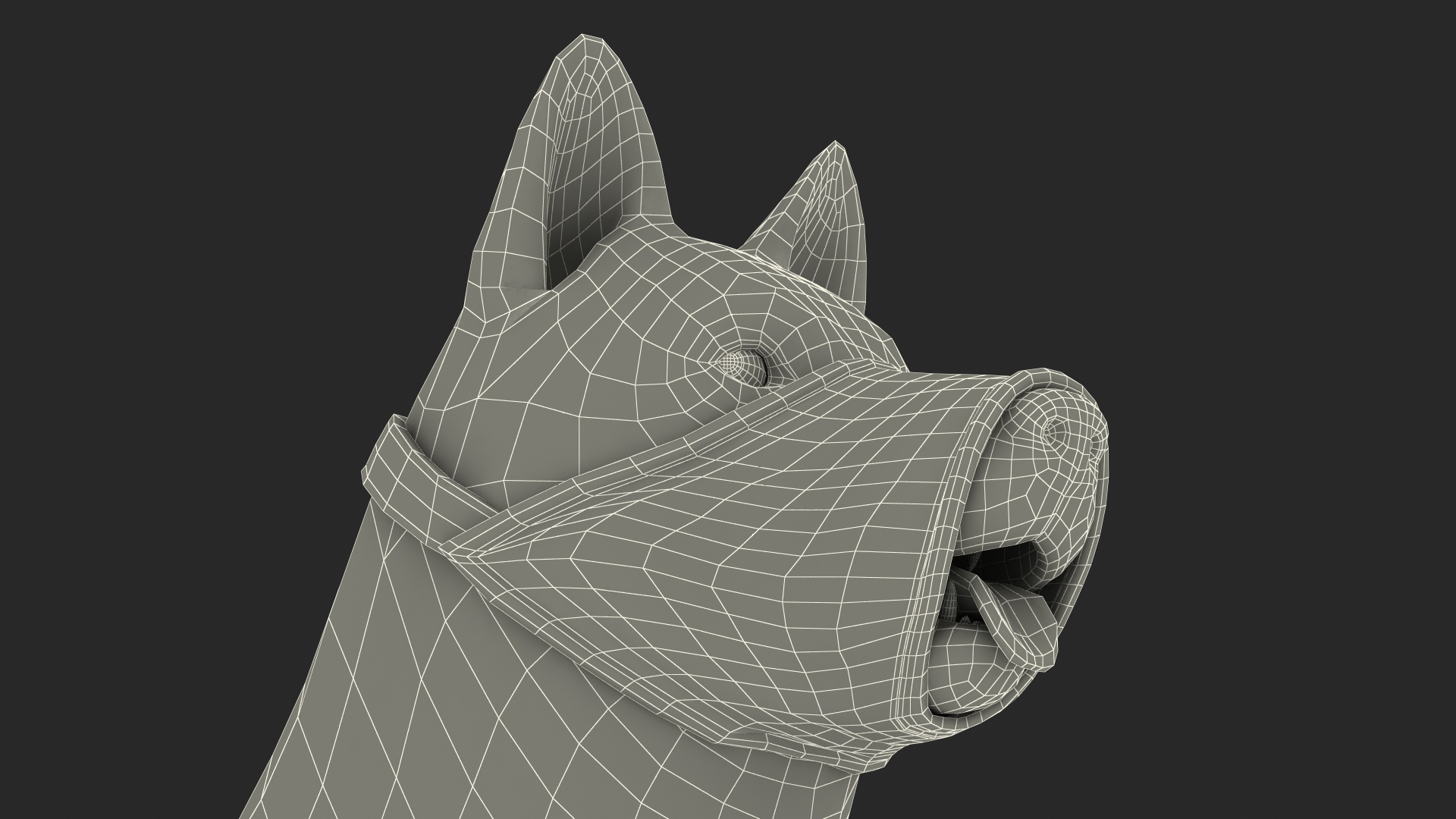 3D Siberian Husky with Nylon Dog Muzzle