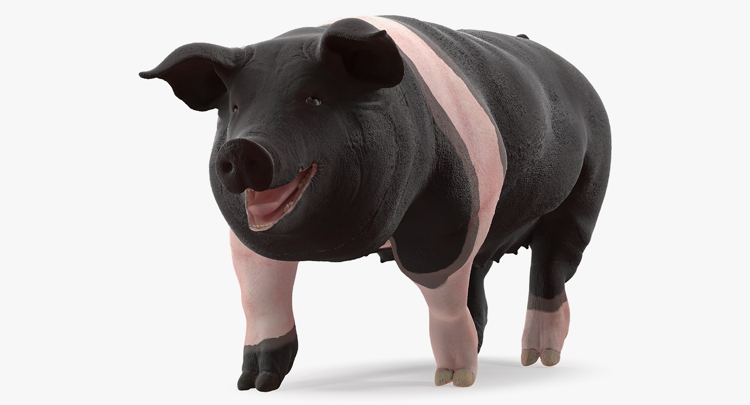 3D model Hampshire Pig Sow Walking Pose