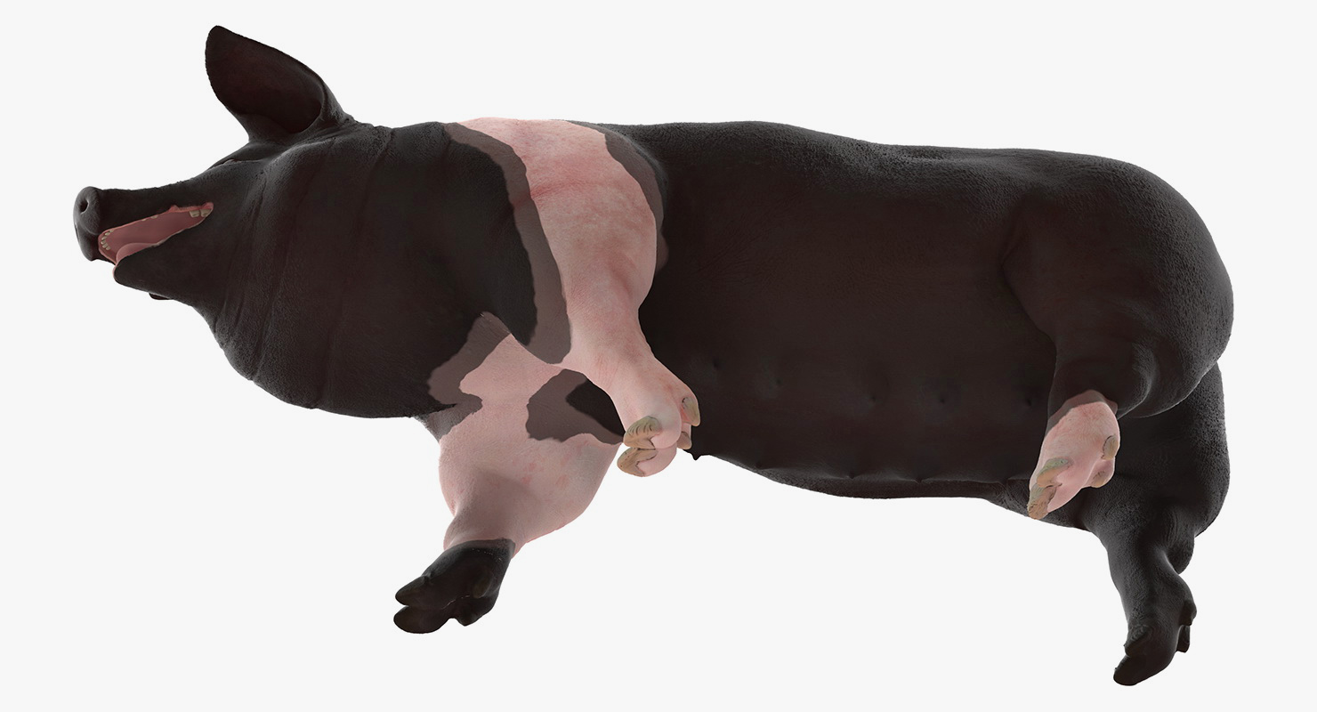 3D model Hampshire Pig Sow Walking Pose