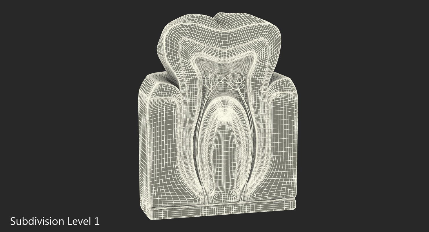 Human Tooth Anatomy 3D model