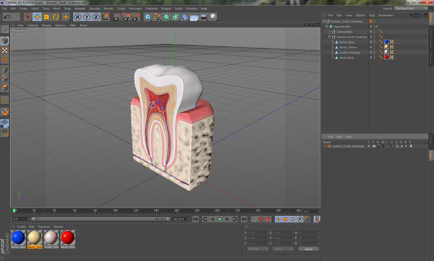 Human Tooth Anatomy 3D model