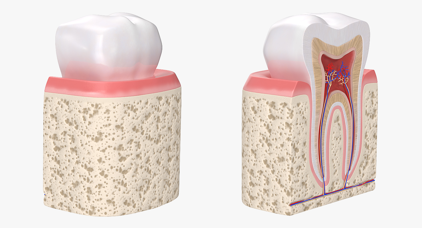 Human Tooth Anatomy 3D model