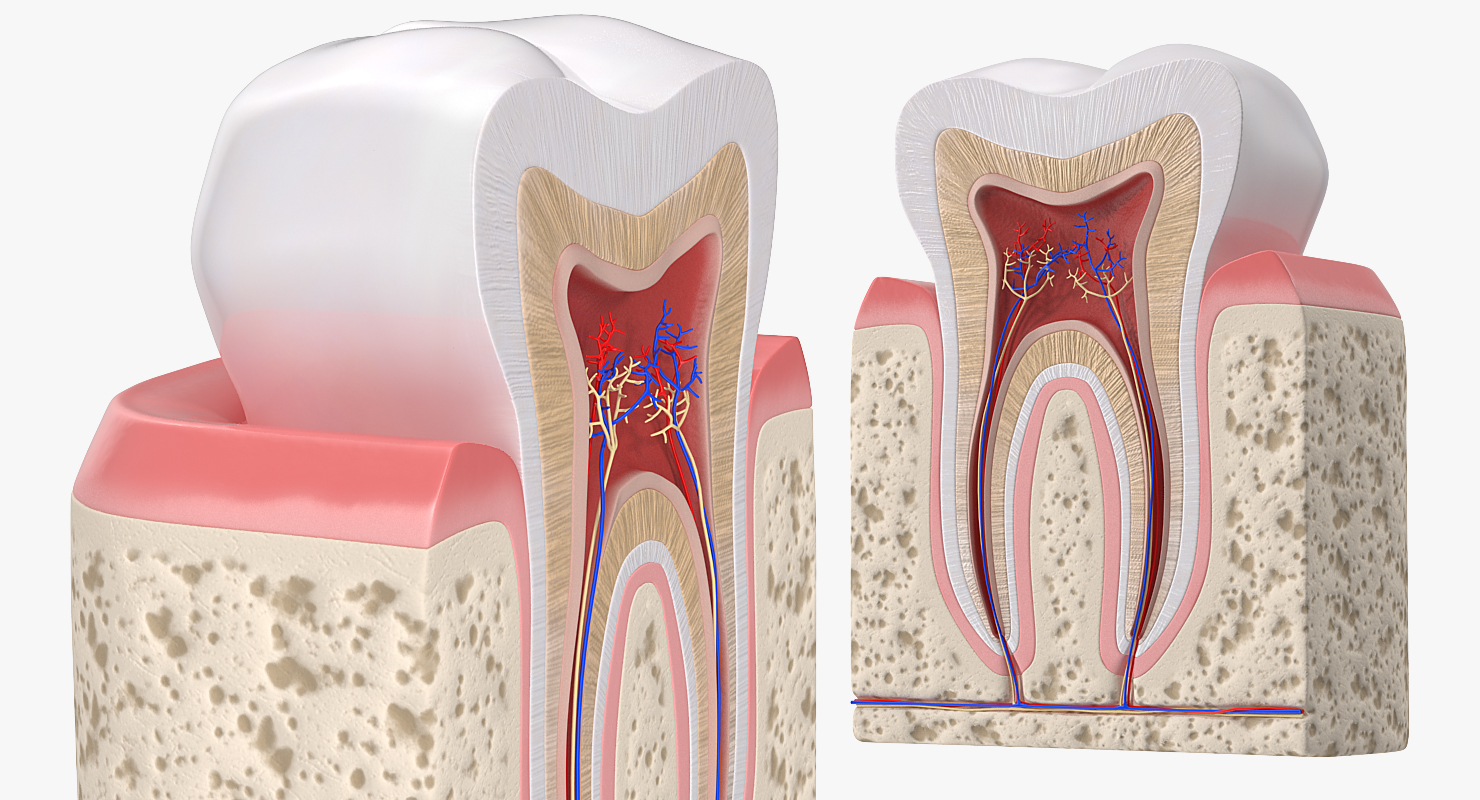 Human Tooth Anatomy 3D model