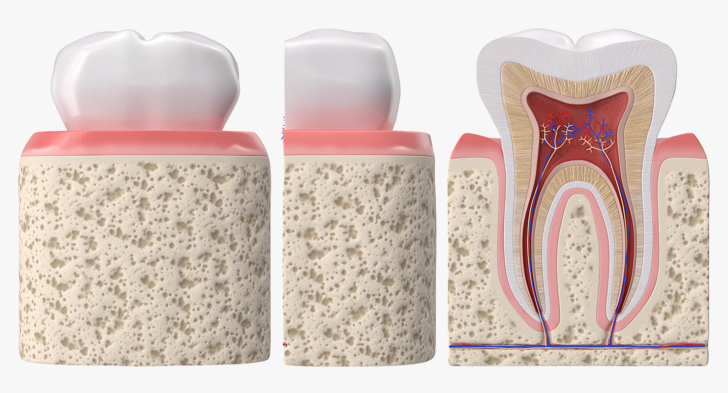 Human Tooth Anatomy 3D model