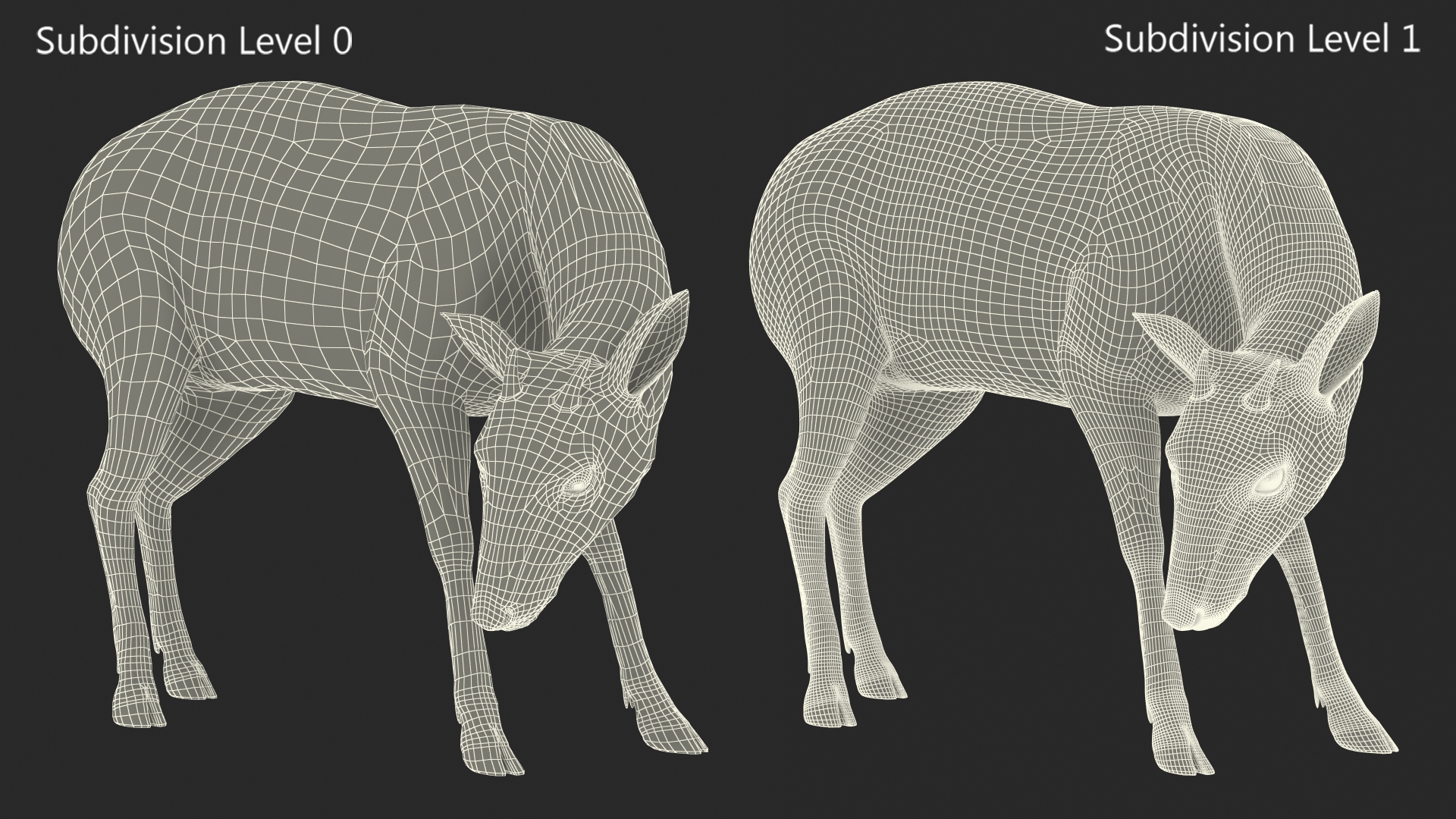 Saola Eating 3D