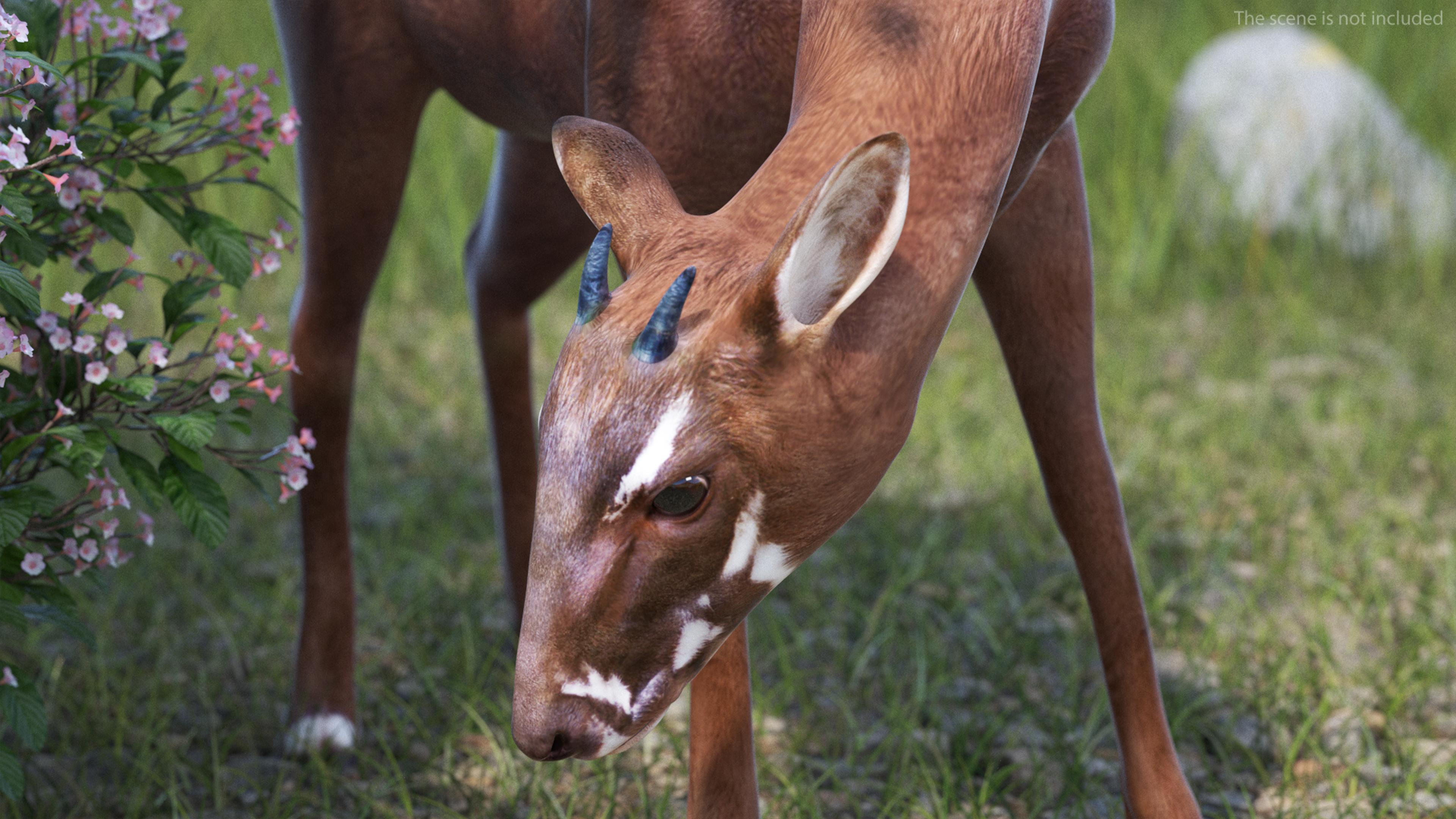 Saola Eating 3D