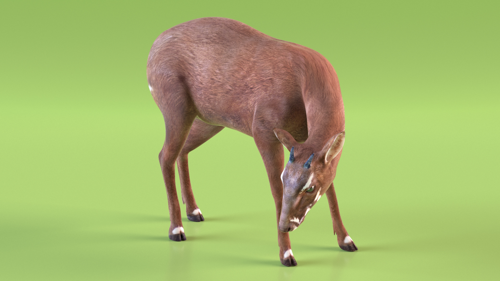 Saola Eating 3D