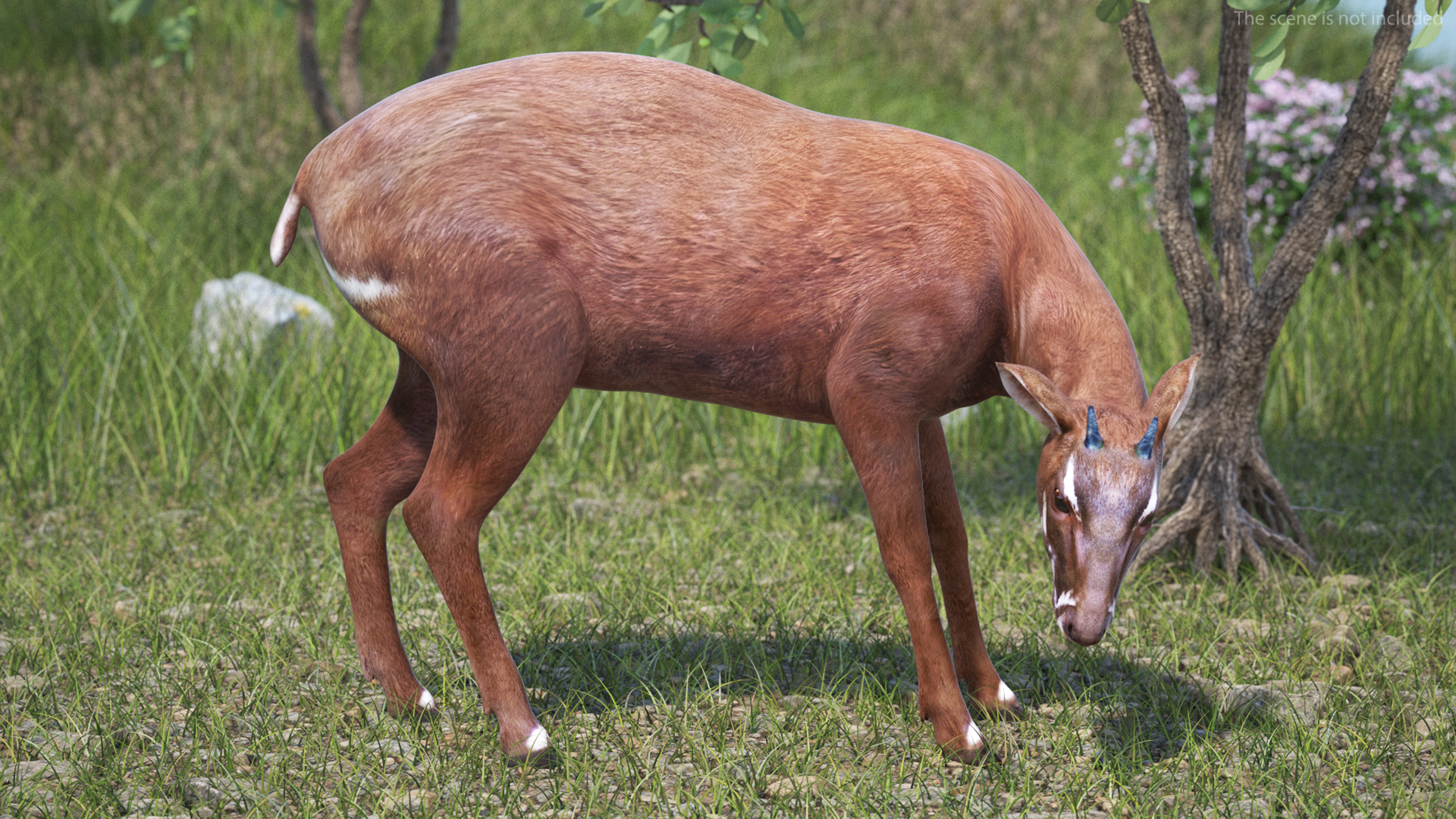 Saola Eating 3D