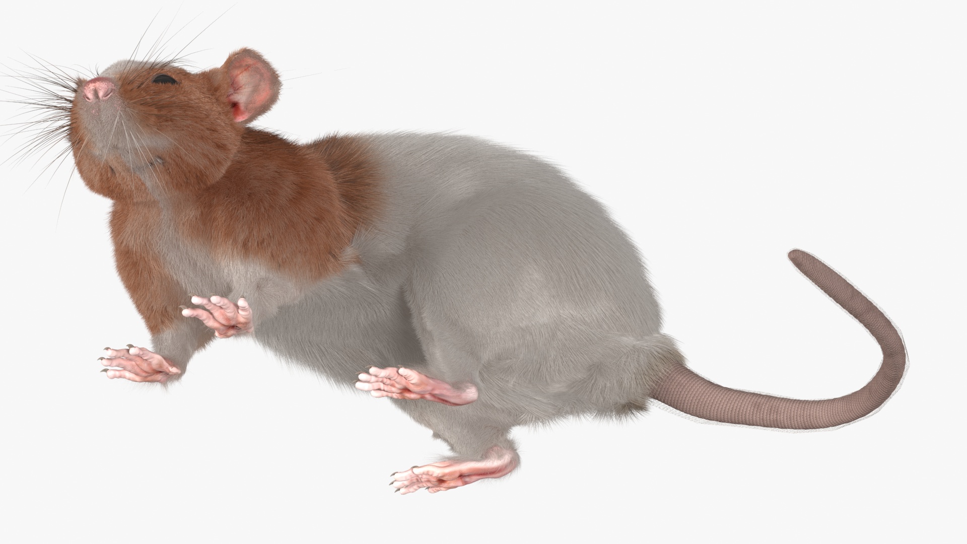 3D Dumbo Rat Fur model