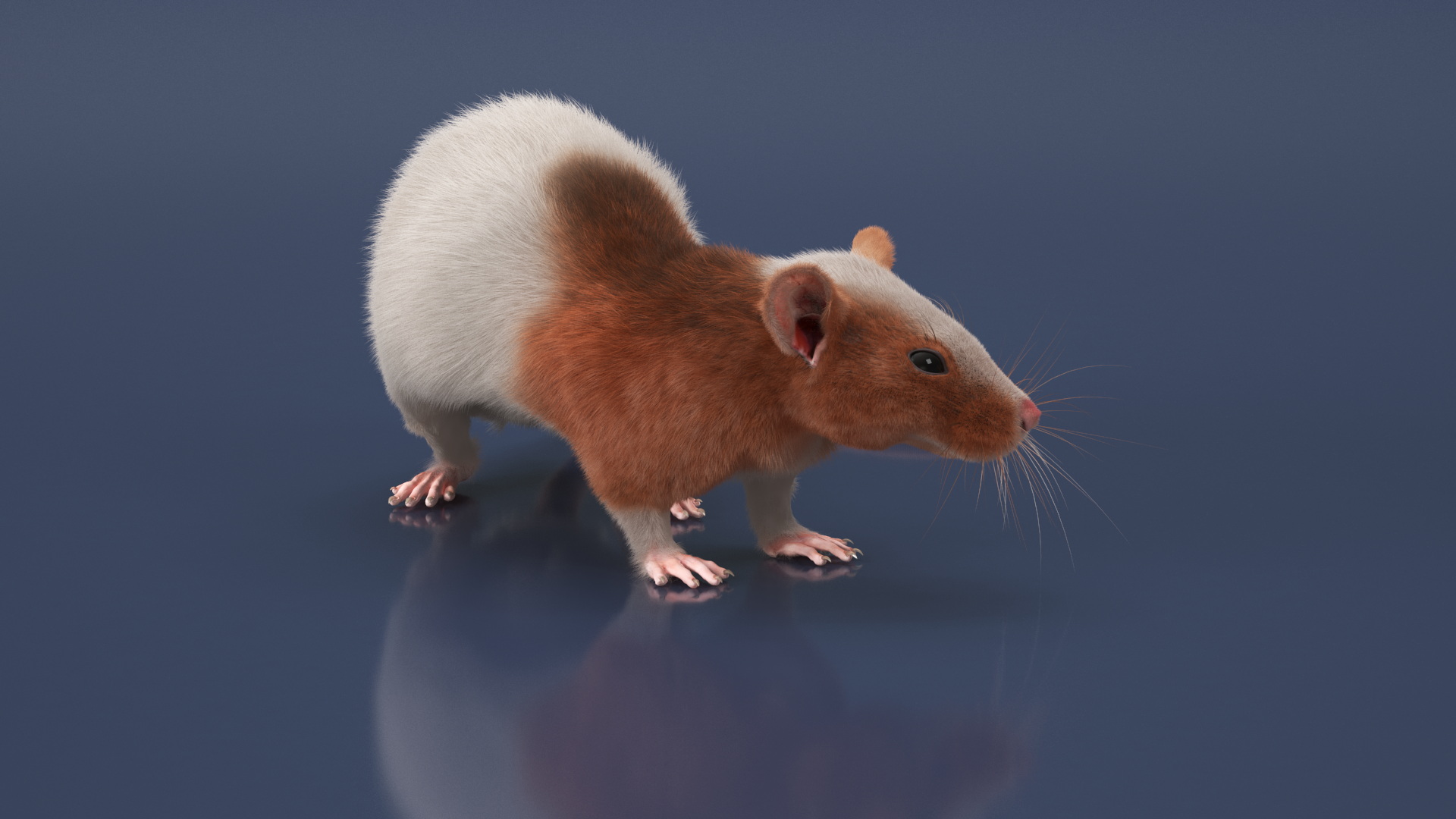 3D Dumbo Rat Fur model