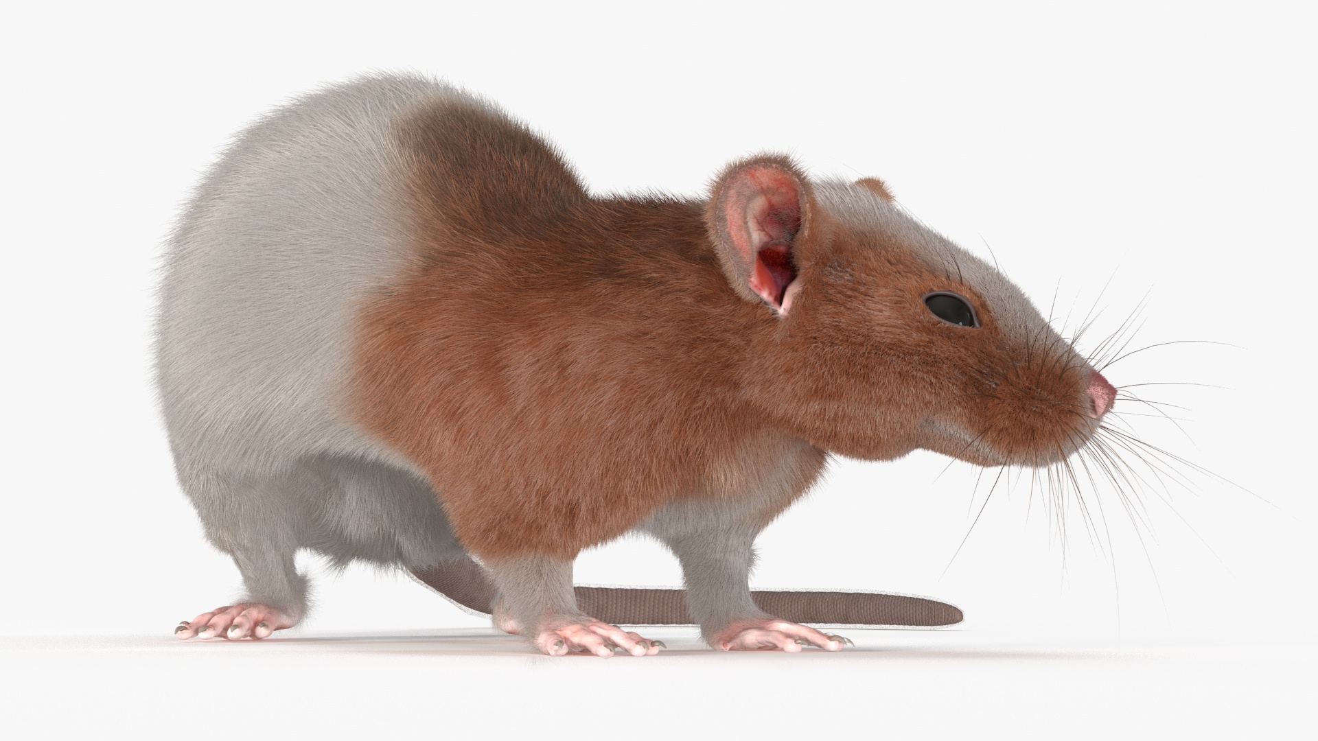 3D Dumbo Rat Fur model