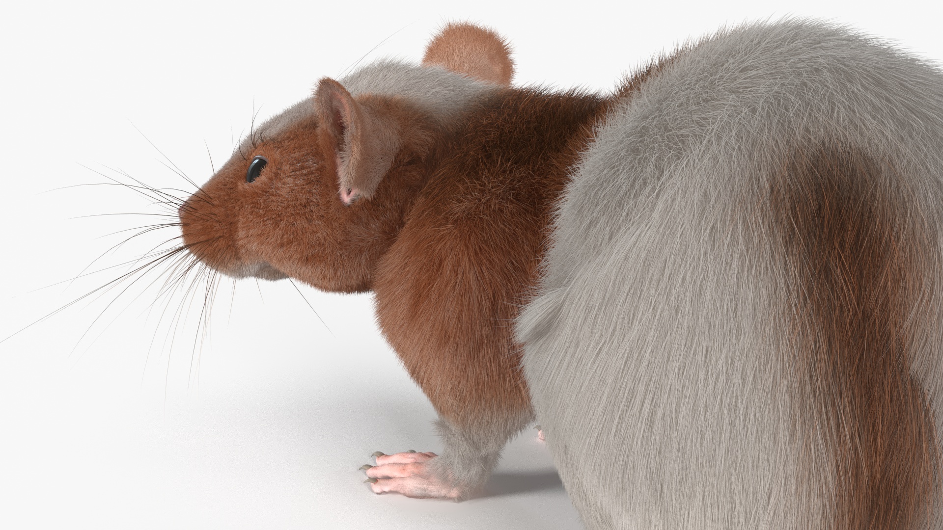 3D Dumbo Rat Fur model