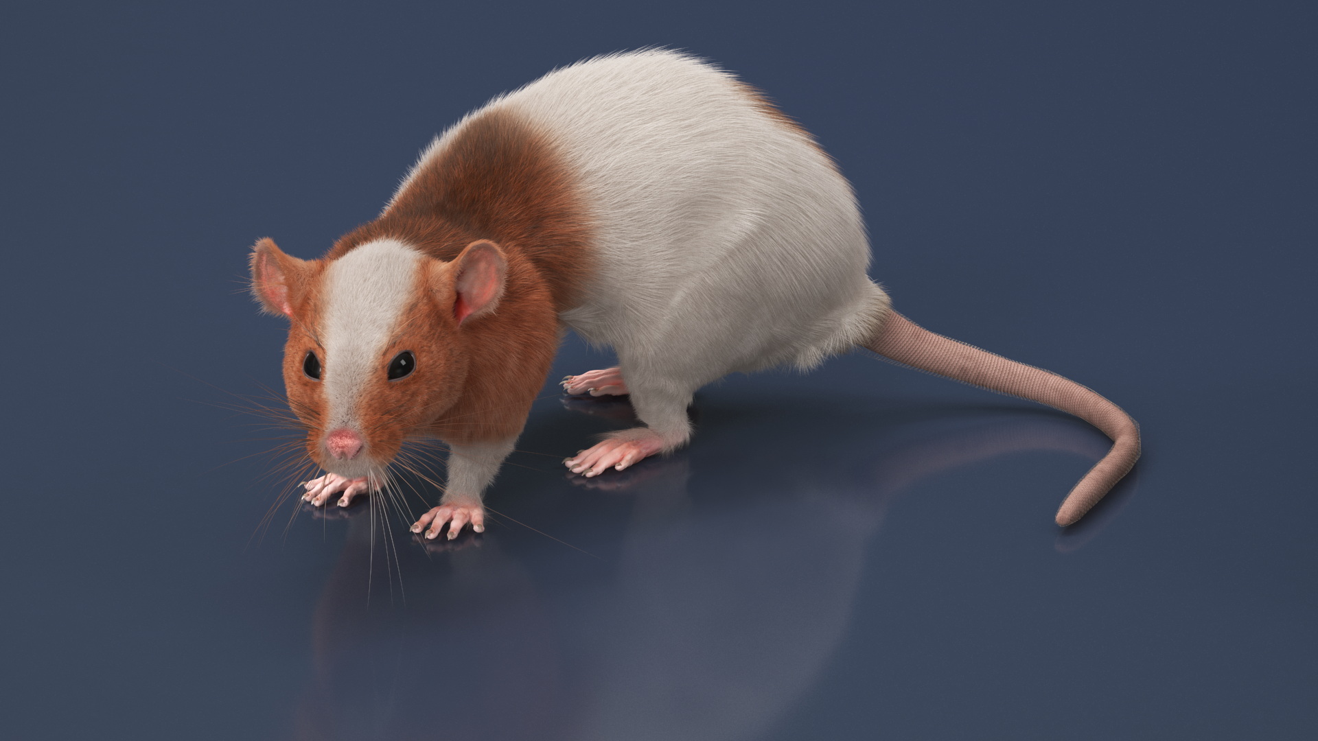 3D Dumbo Rat Fur model