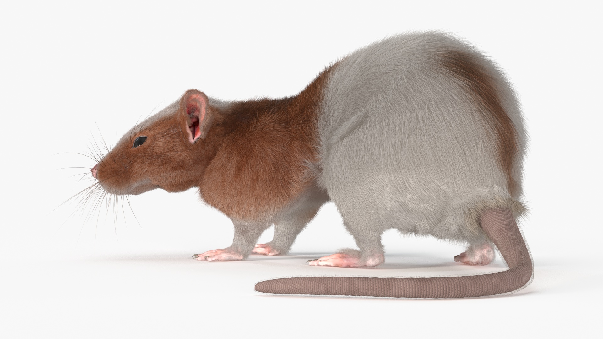 3D Dumbo Rat Fur model