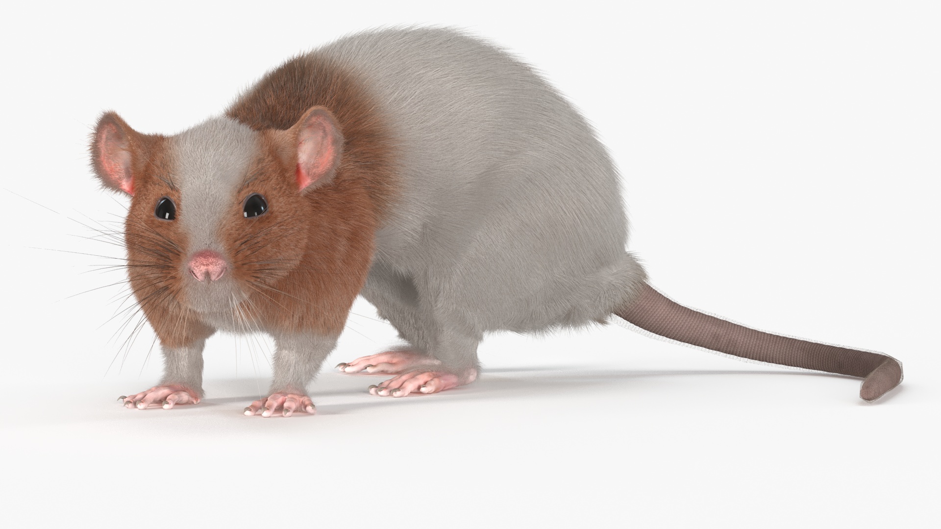 3D Dumbo Rat Fur model