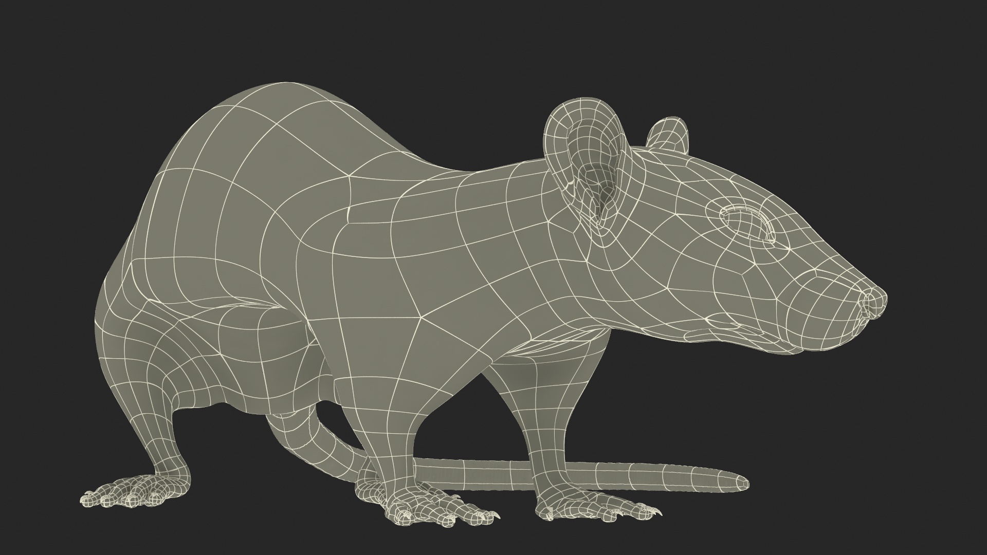 3D Dumbo Rat Fur model