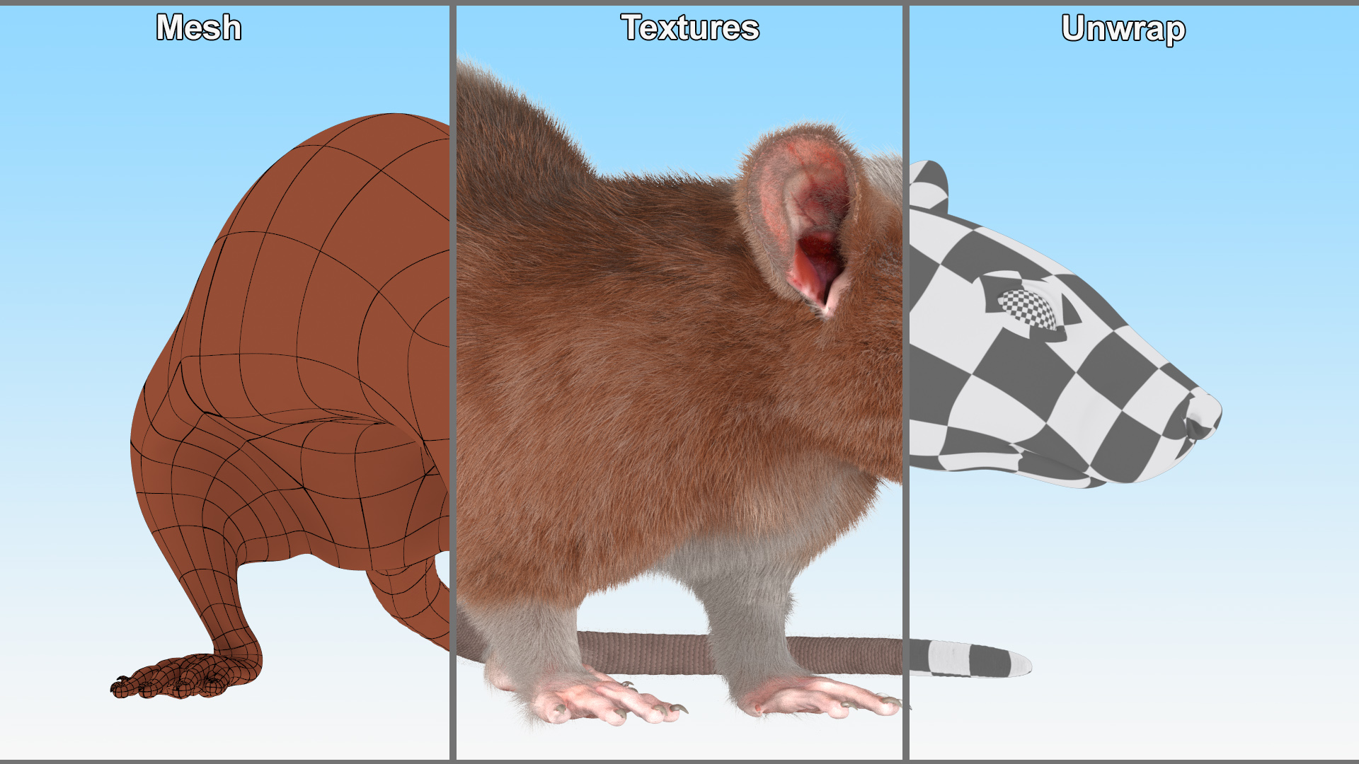 3D Dumbo Rat Fur model