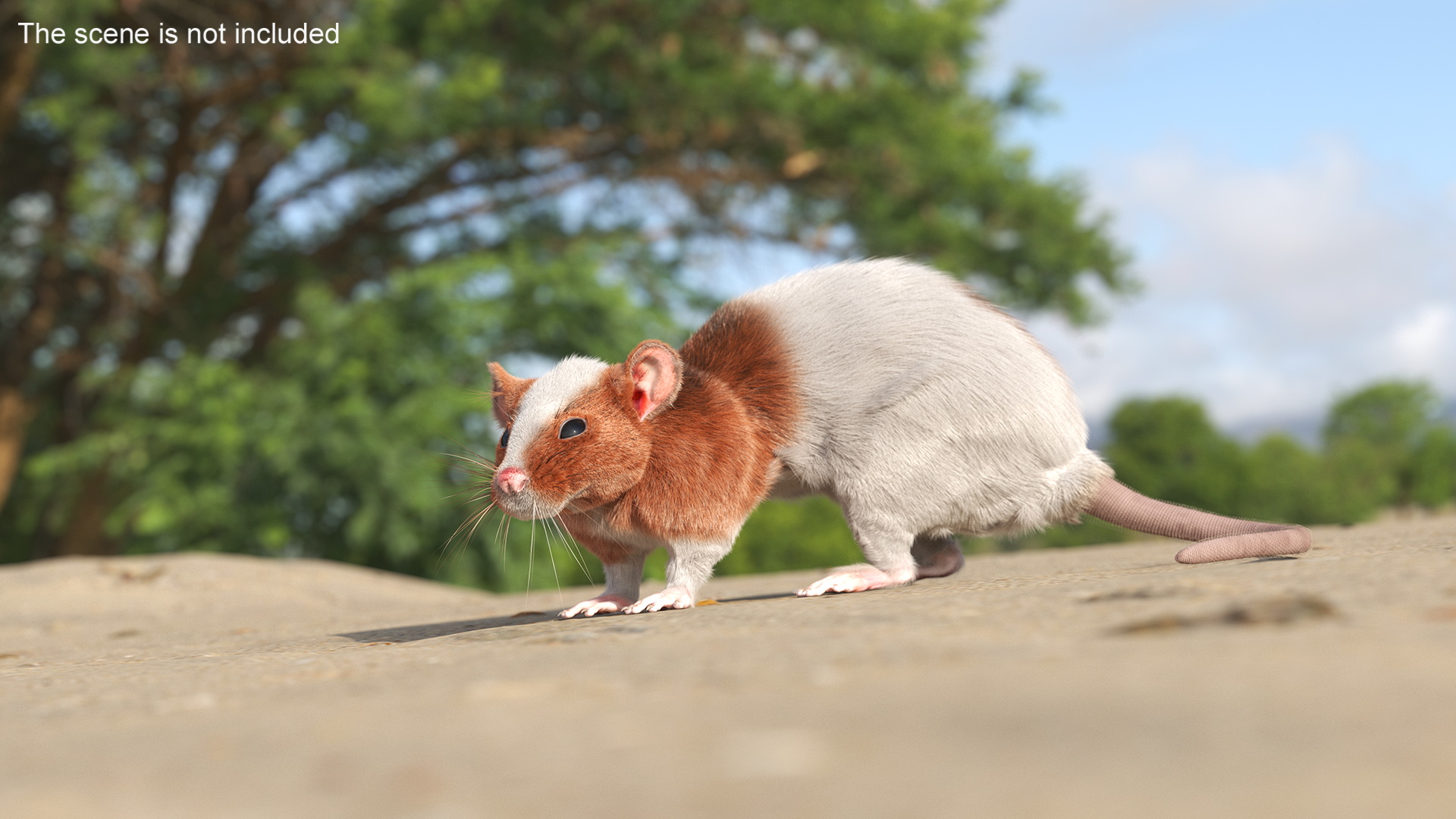 3D Dumbo Rat Fur model