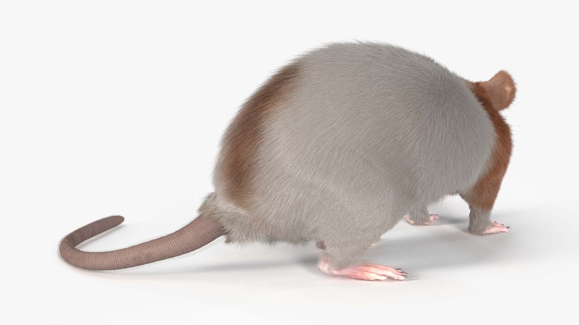 3D Dumbo Rat Fur model