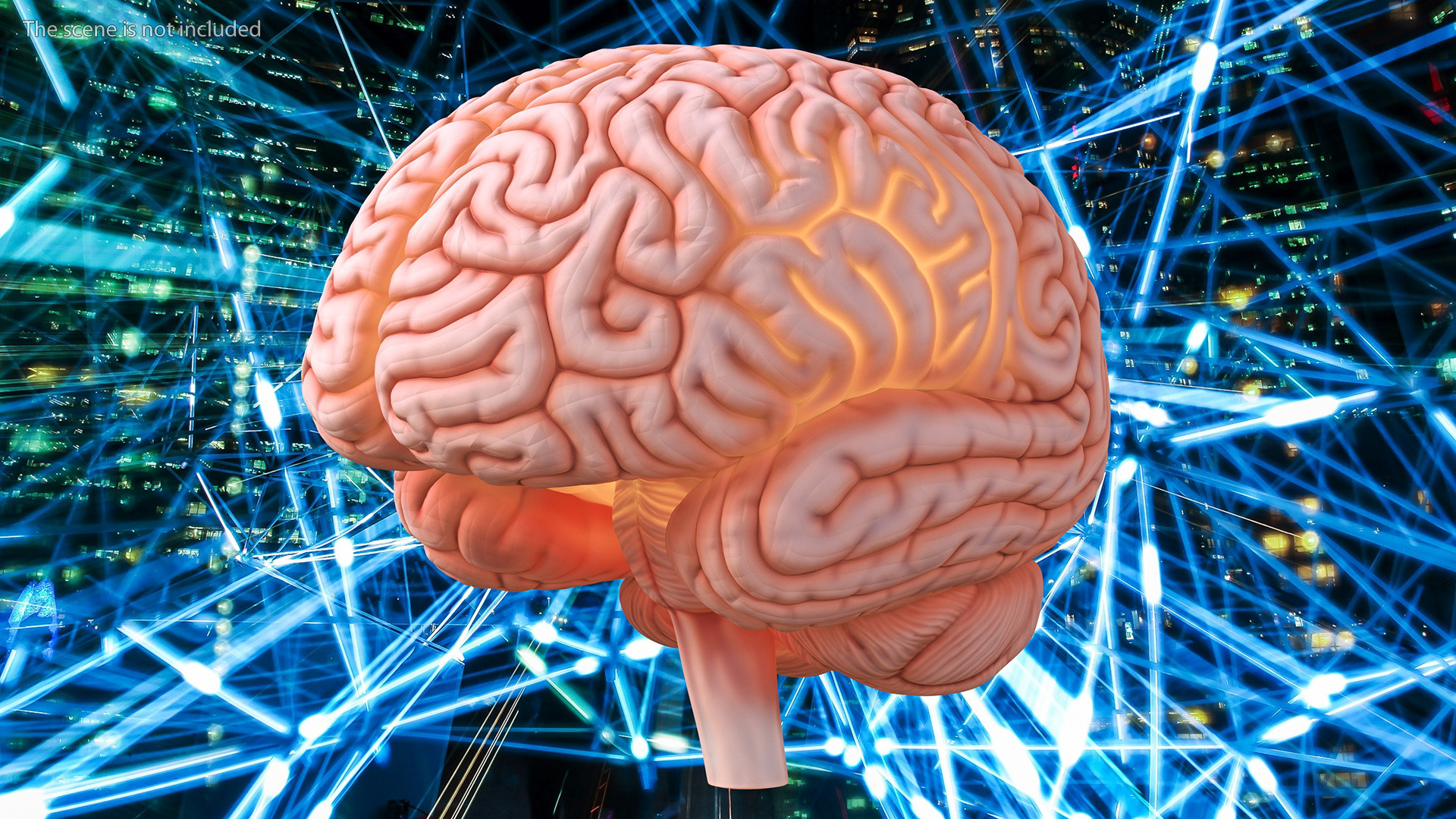 3D Human Brain Plastic Model with Light