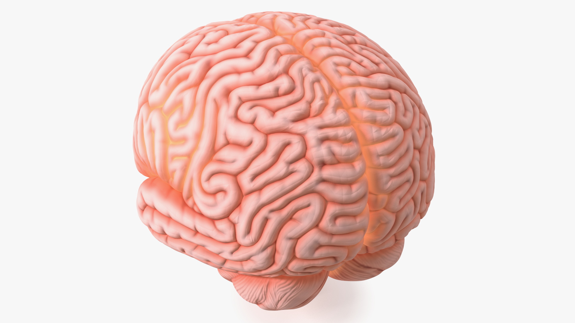 3D Human Brain Plastic Model with Light