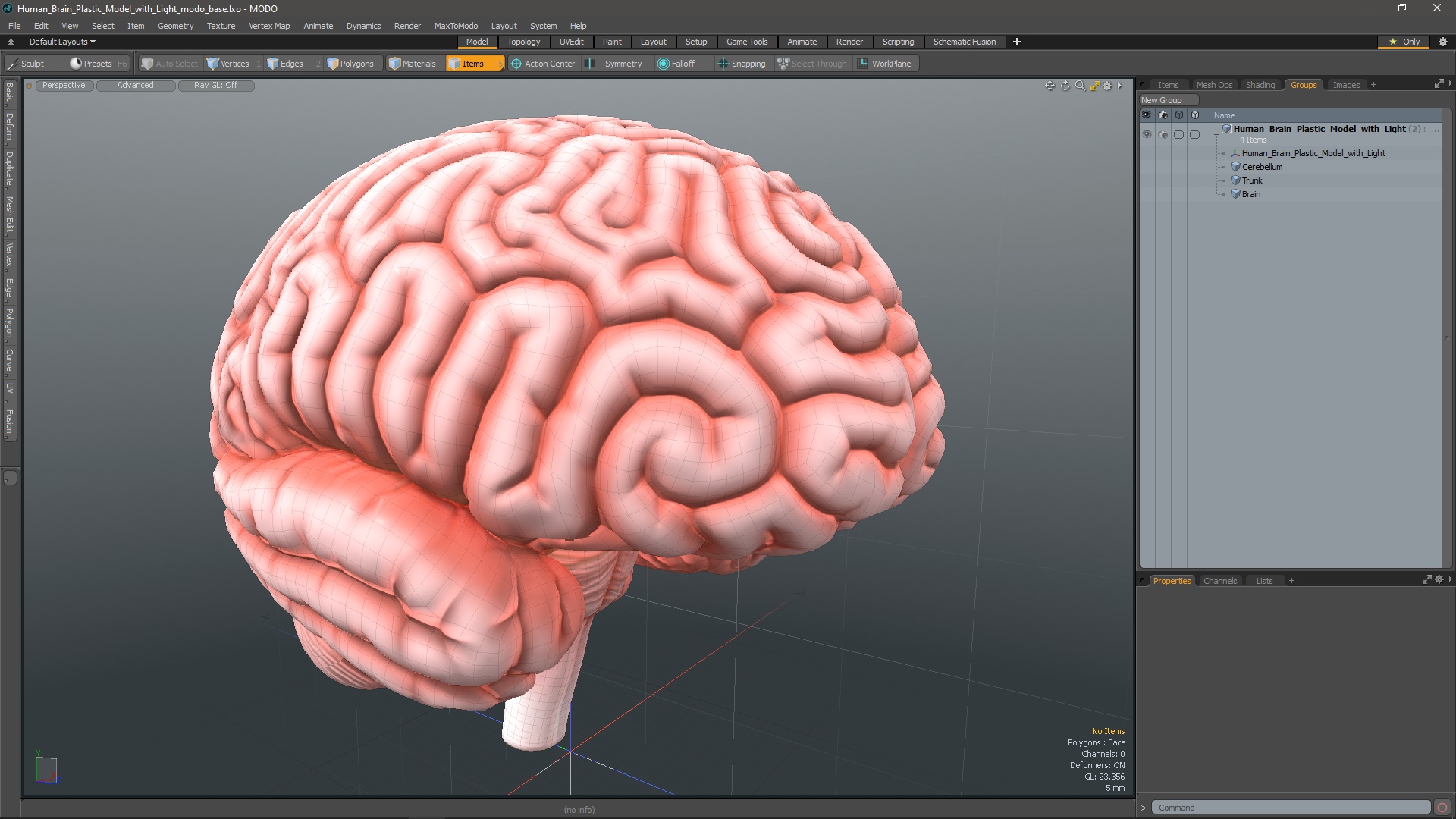 3D Human Brain Plastic Model with Light