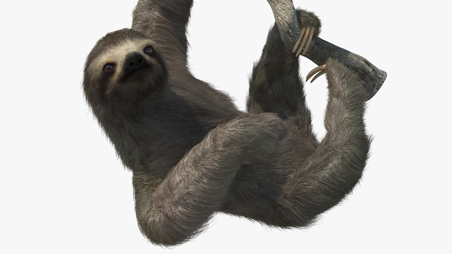 3D Sloth Hanging from a Branch Fur