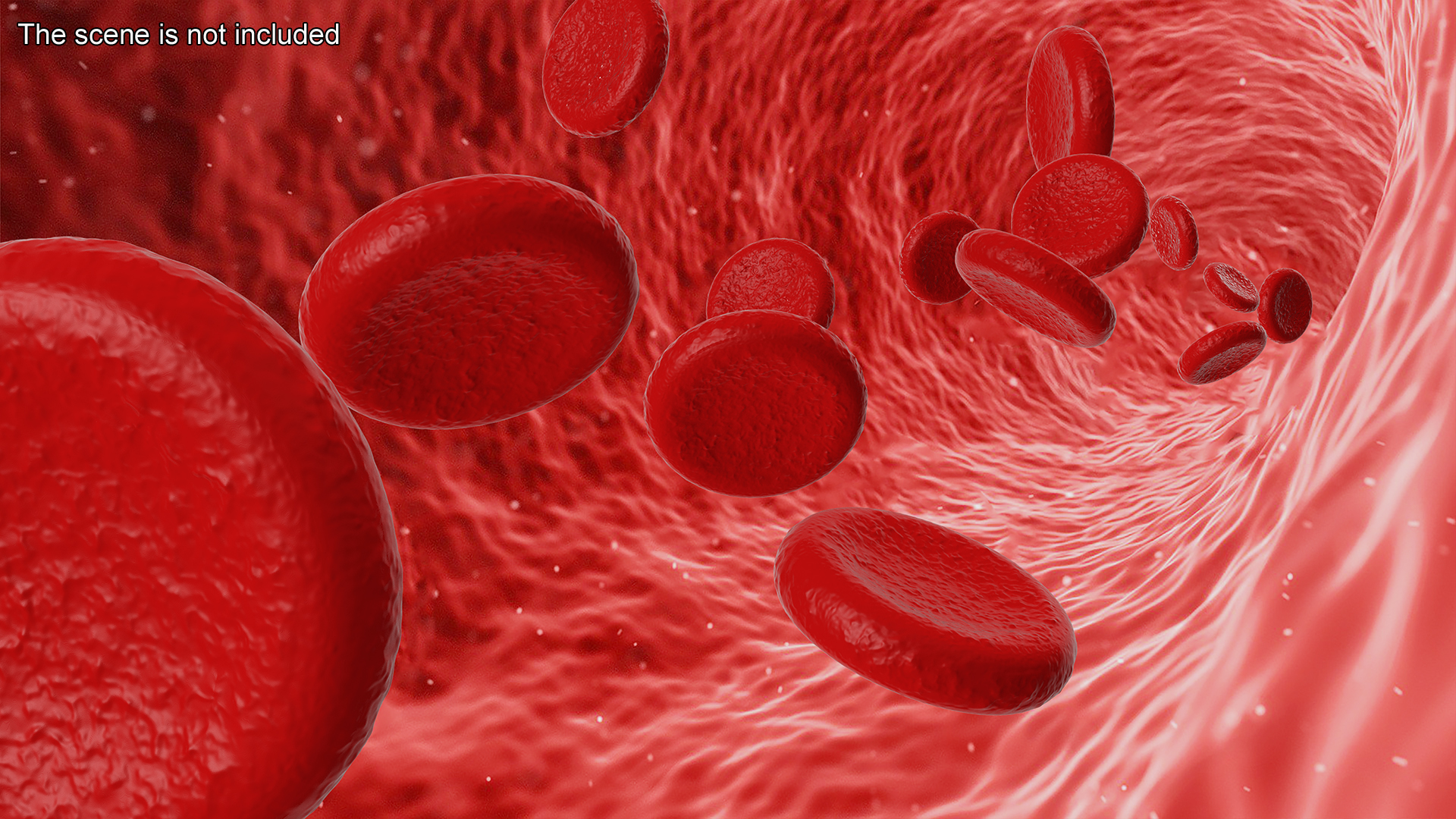 Erythrocyte Blood Cell 3D