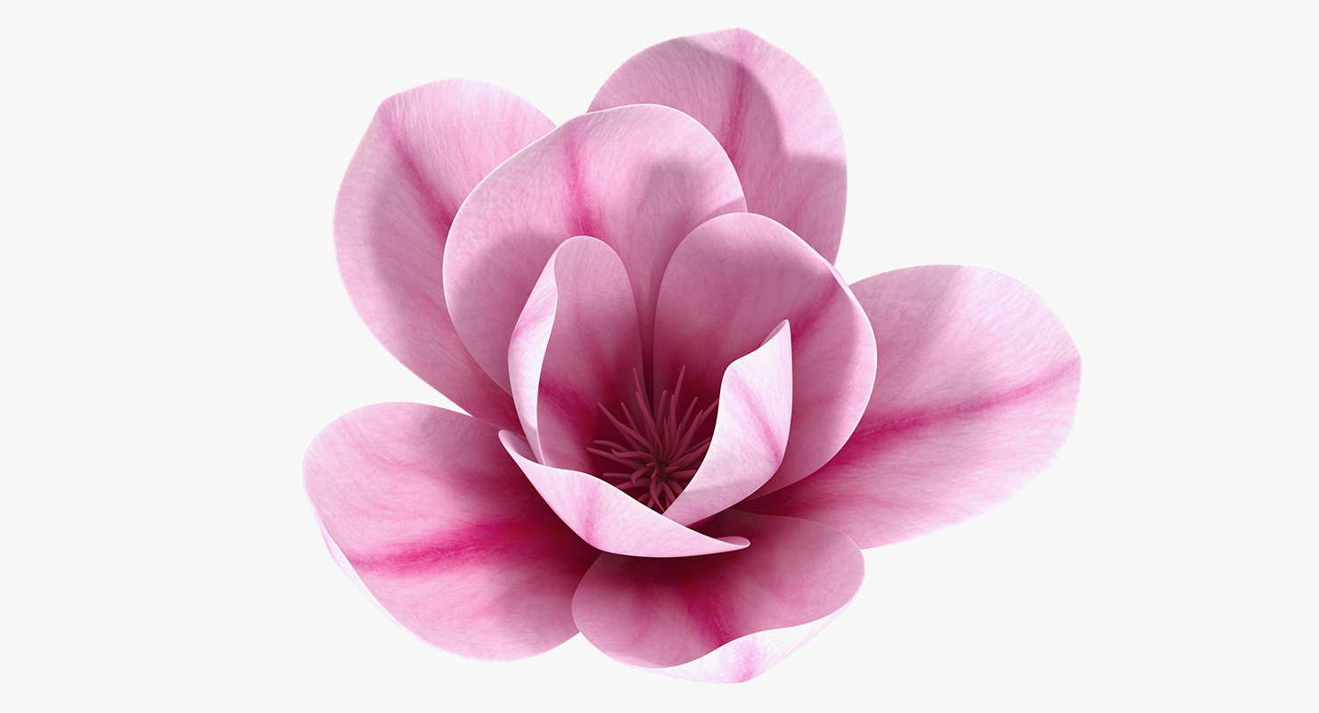 3D model Magnolia Flower