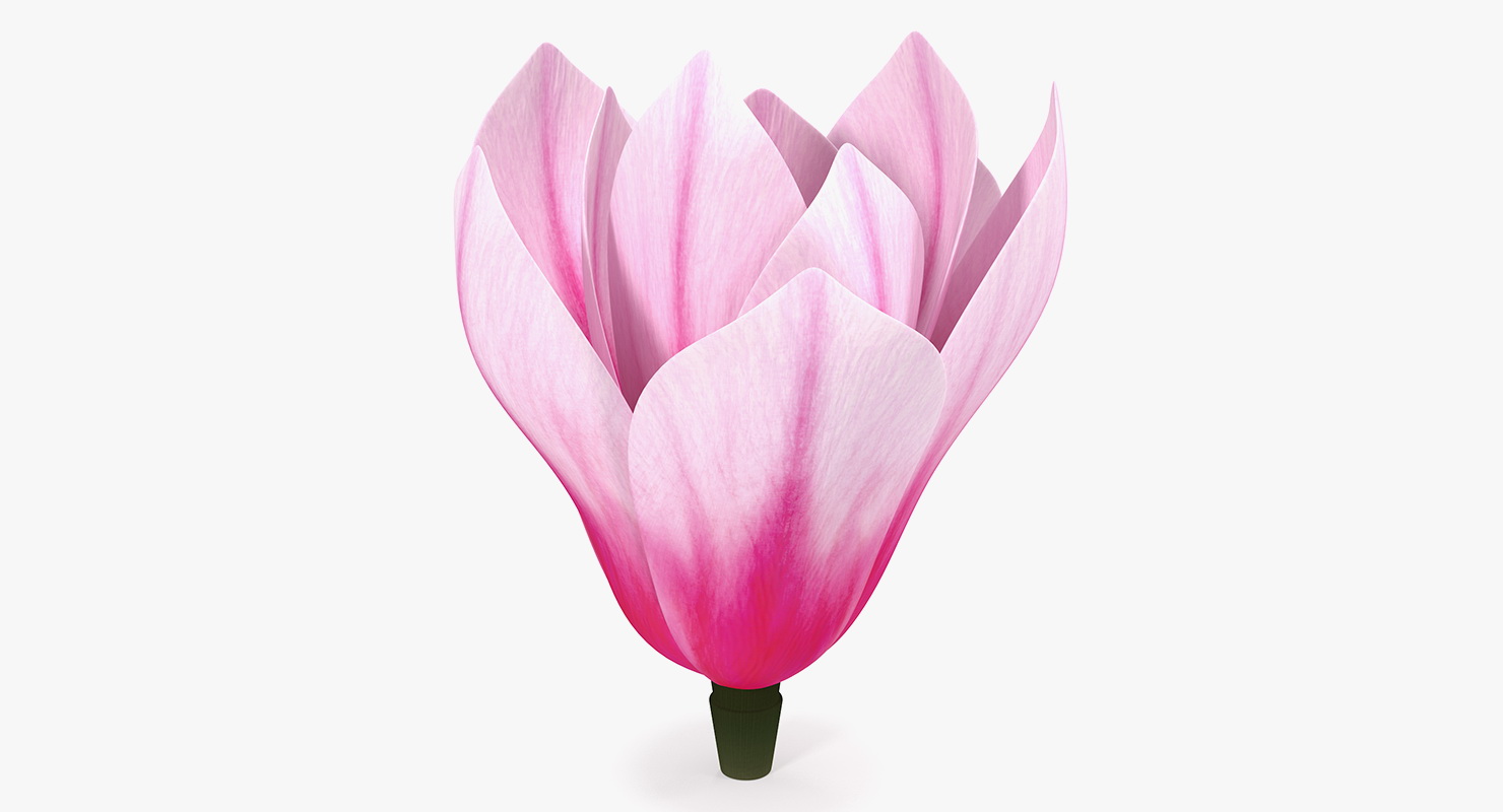 3D model Magnolia Flower