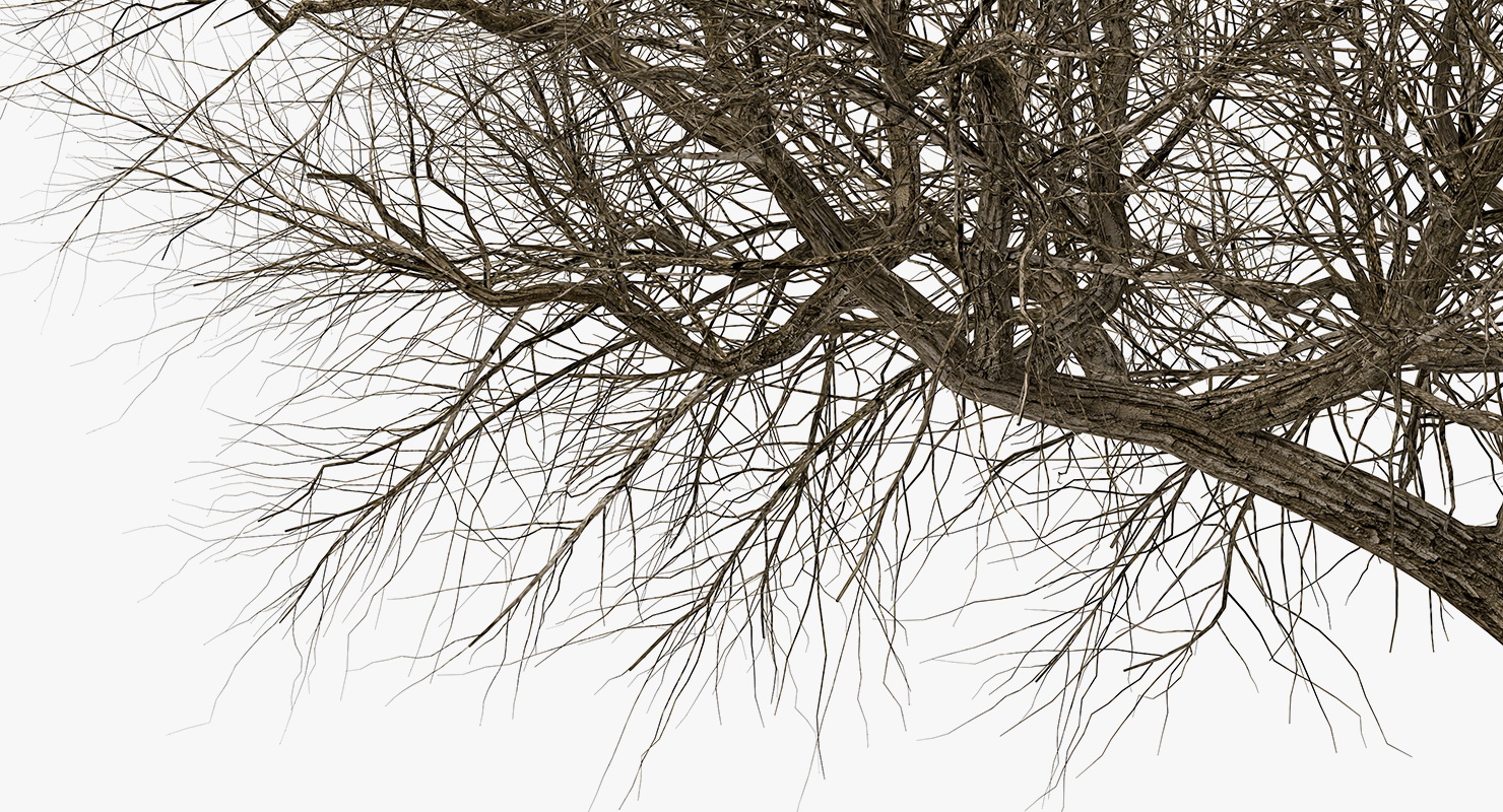 3D model Old Winter Tree