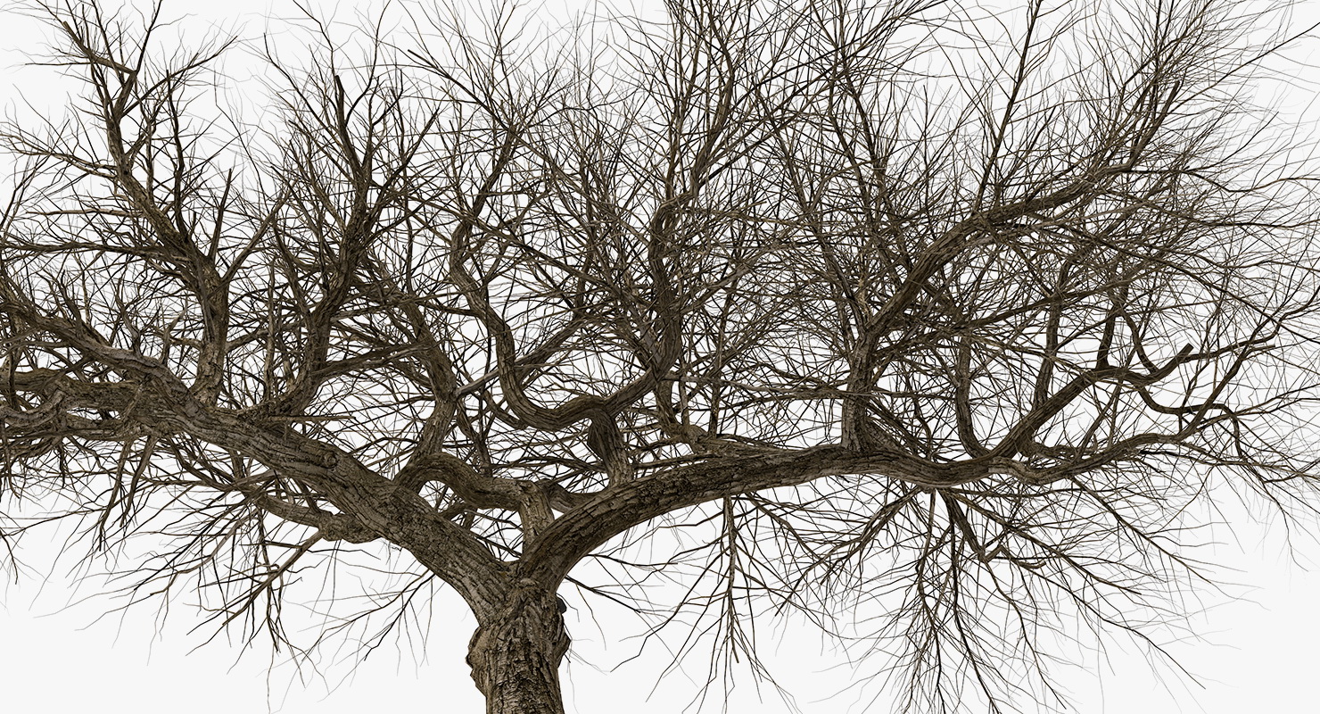 3D model Old Winter Tree