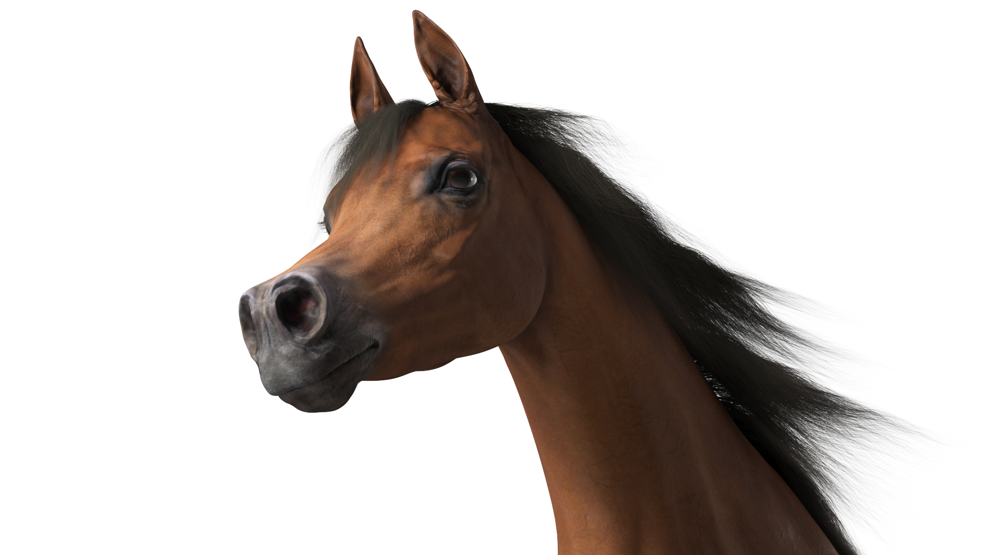 3D Galloping Arabian Horse Brown Fur model