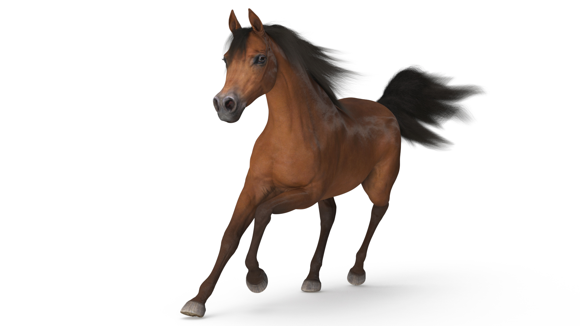 3D Galloping Arabian Horse Brown Fur model