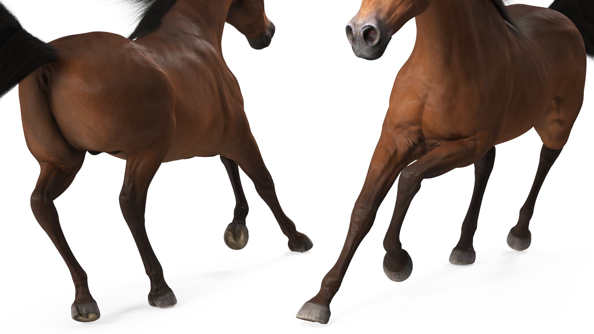 3D Galloping Arabian Horse Brown Fur model