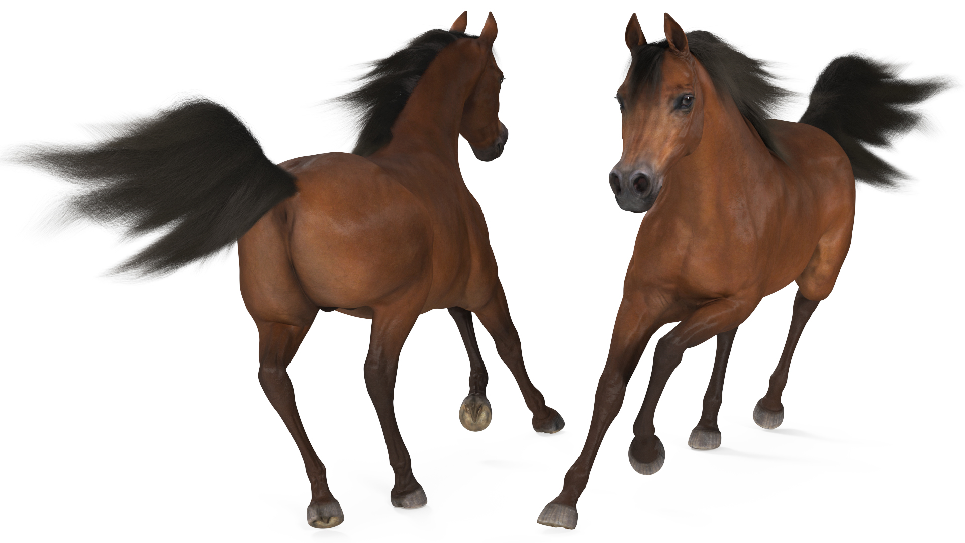 3D Galloping Arabian Horse Brown Fur model