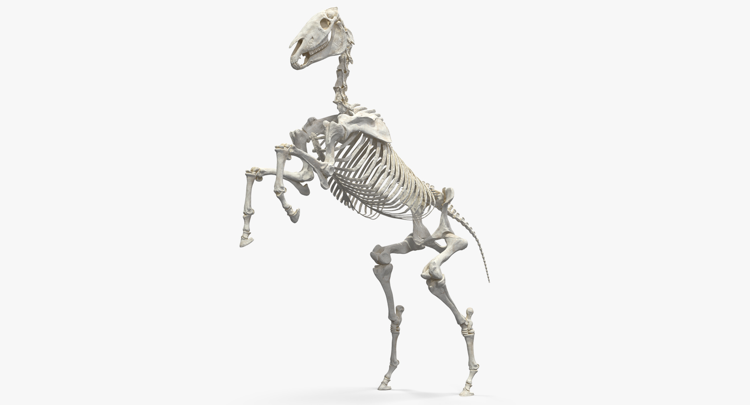 Rearing Horse Skeleton 3D