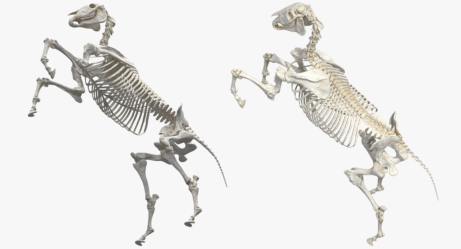 Rearing Horse Skeleton 3D