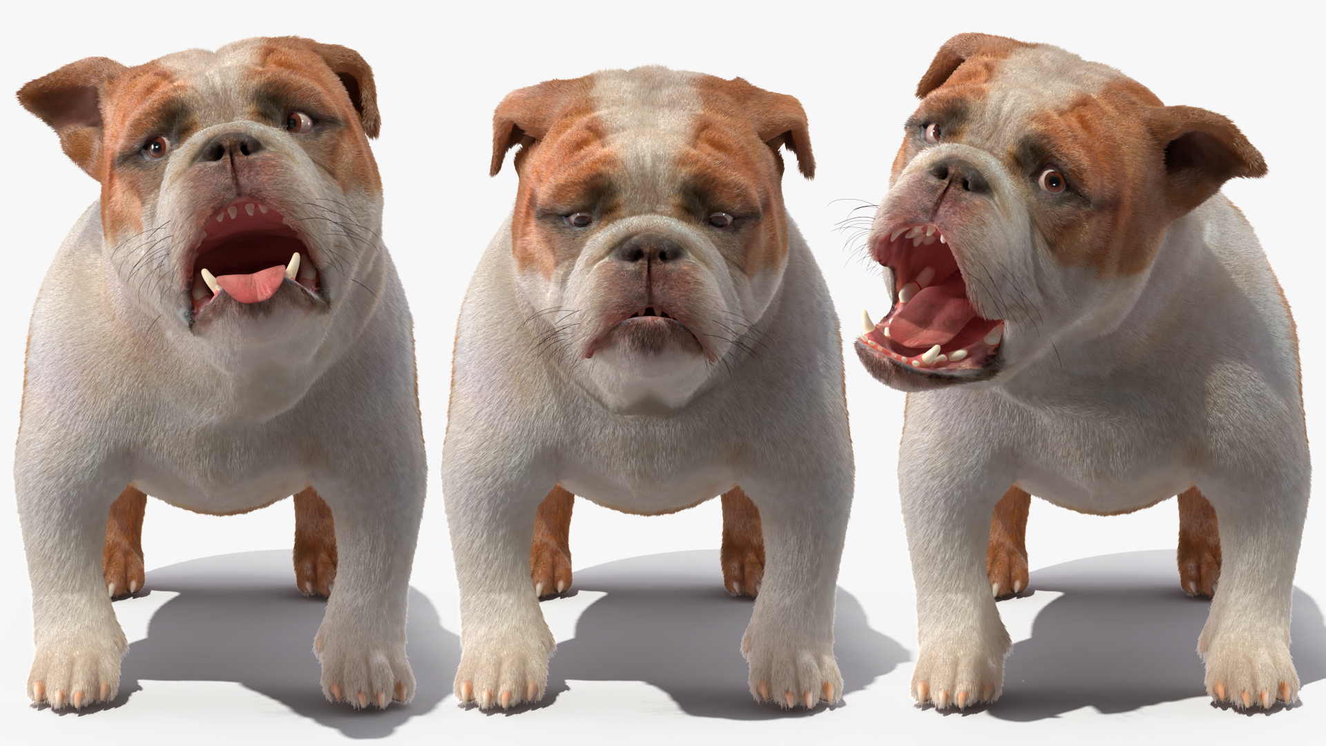 3D Bulldog Fur Rigged model