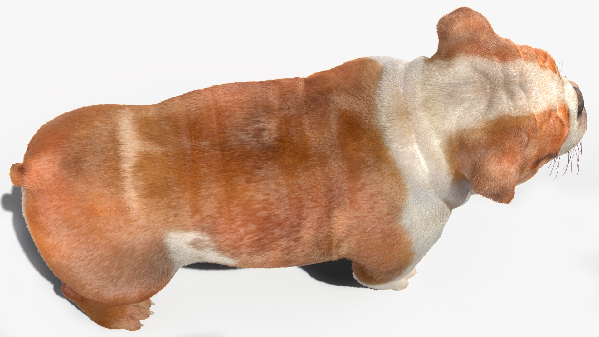 3D Bulldog Fur Rigged model