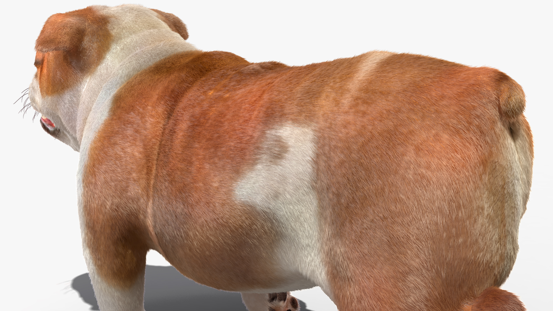 Walking Bulldog Fur 3D model