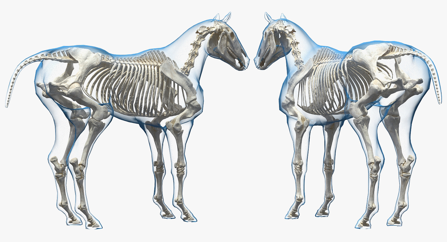 3D Horse Envelope with Skeleton Neutral Pose