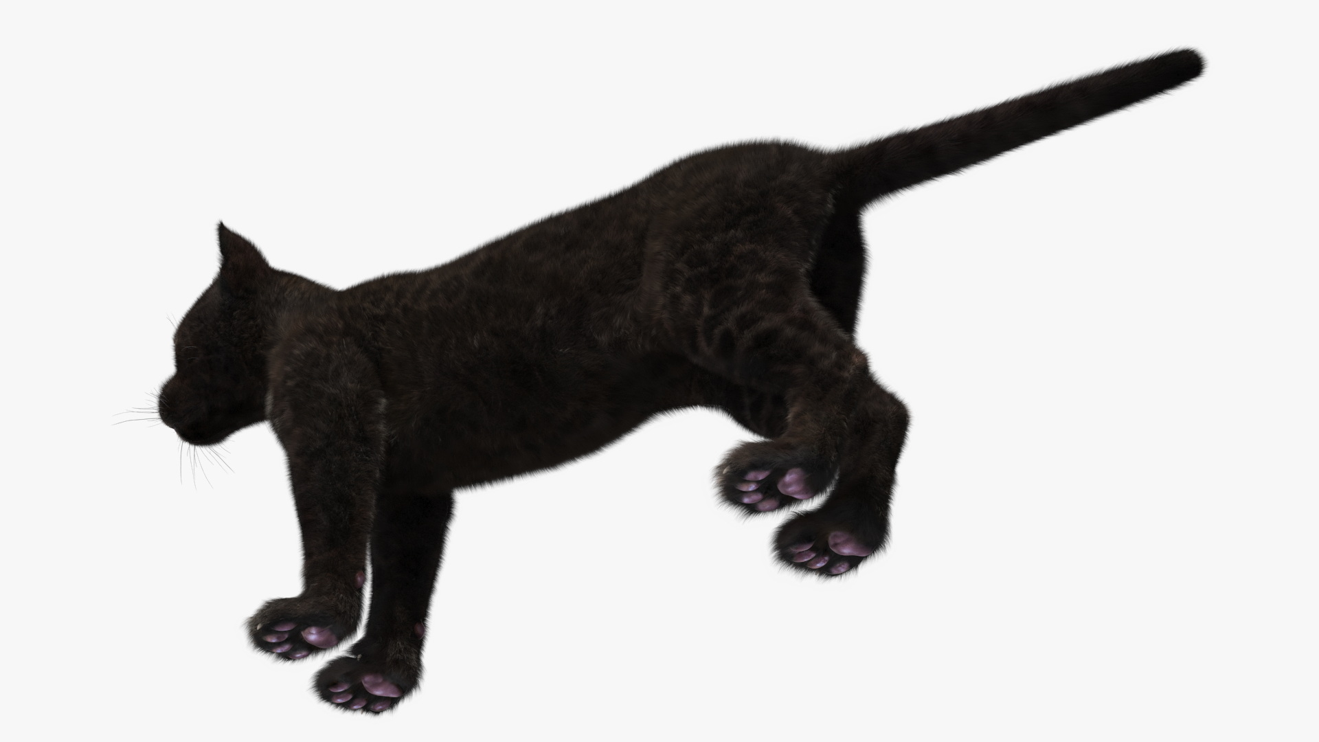 3D model Panther Cub Fur